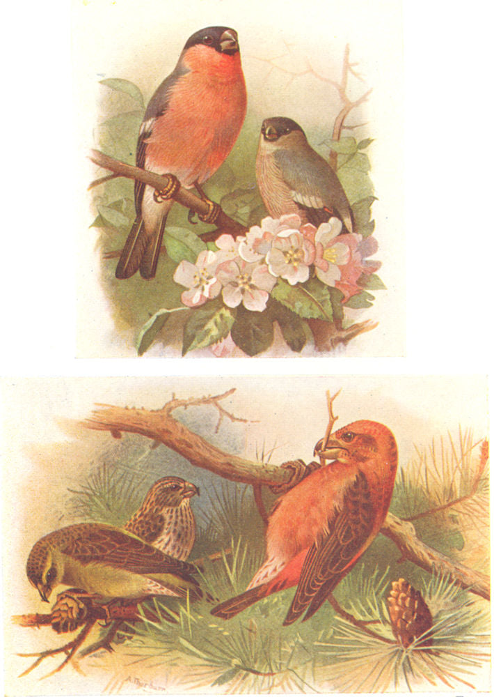 BRITISH BIRDS. Bullfinch; Crossbill. THORBURN 1925 old vintage print picture